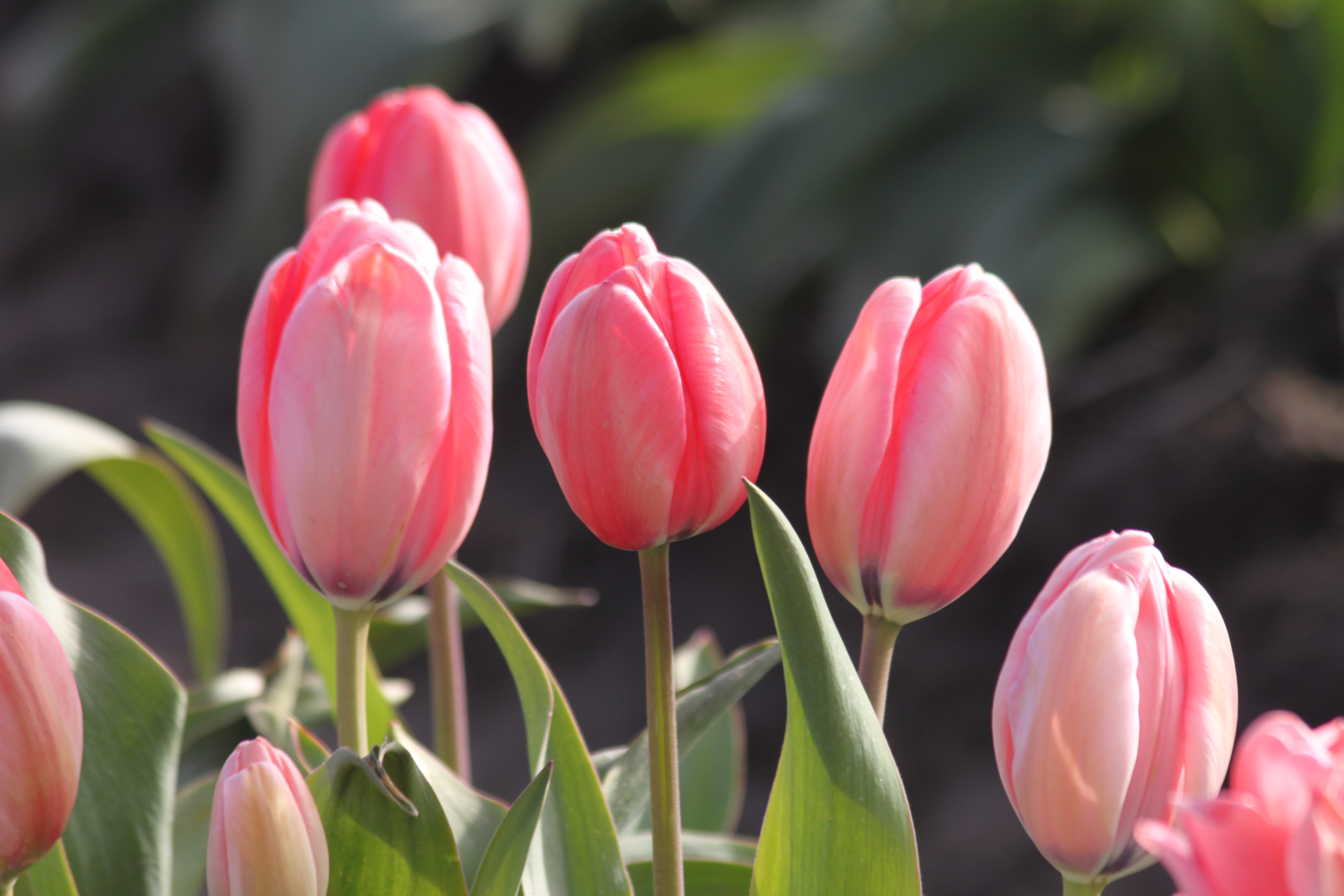 Where I Work: La Conner WA Tulip Fields