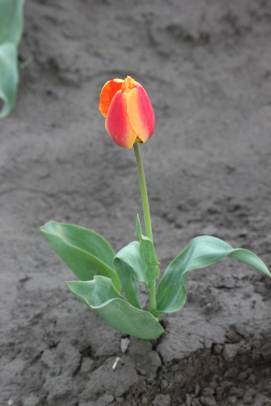 What Do La Conner Tulips Have To Do With Content Marketing?